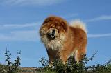 CHOW CHOW 401